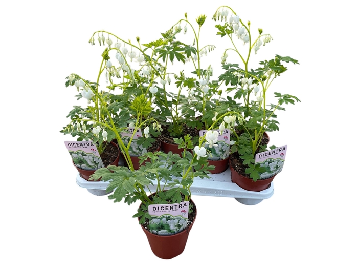 <h4>DICE SP ALBA</h4>