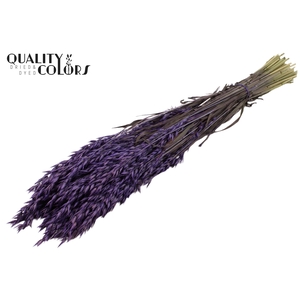 Avena per bunch Purple