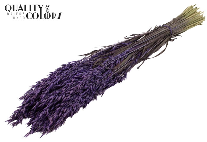 <h4>Avena per bunch Purple</h4>
