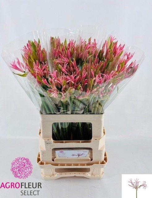 <h4>NE BO VESTA K</h4>