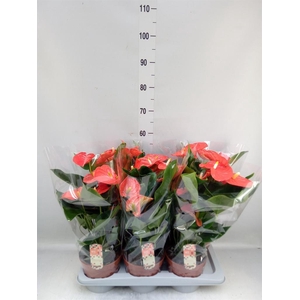 Anthurium andr. 'Florida'