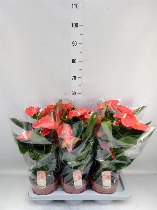 <h4>Anthurium andr. 'Florida'</h4>
