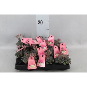 Graptopetalum tacitus   ...bloeiend