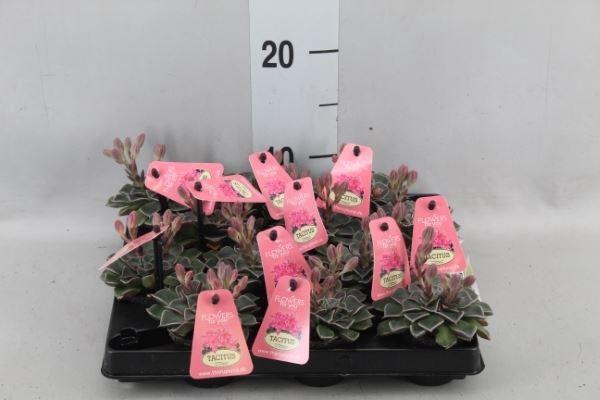 <h4>Graptopetalum tacitus   ...bloeiend</h4>