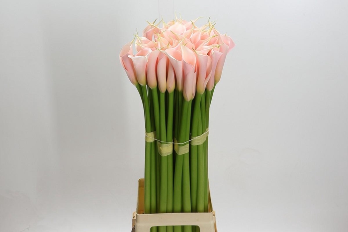 <h4>Zantedeschia Eydolls Salmon</h4>