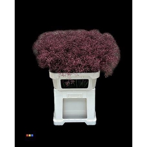 Gyps Million Star Bordeaux