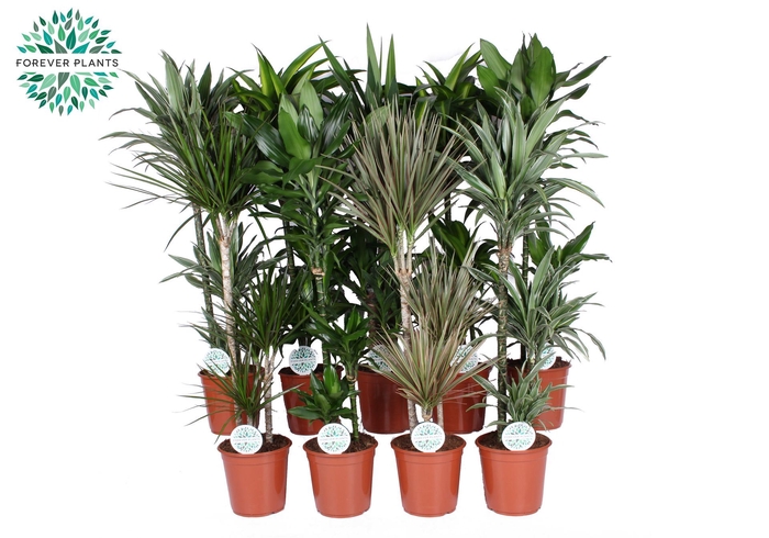 <h4>Kamerplanten gem. groen 4 soorten</h4>