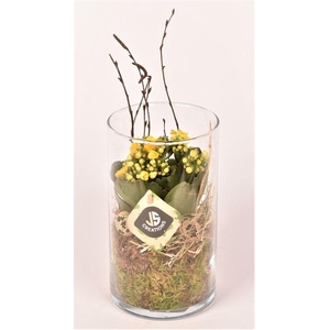 Glas cilinder 12 cm h20cm