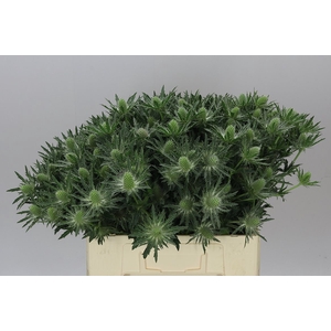 Eryngium Sirius