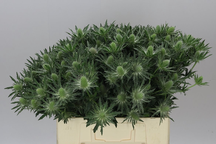 <h4>Eryngium Sirius</h4>
