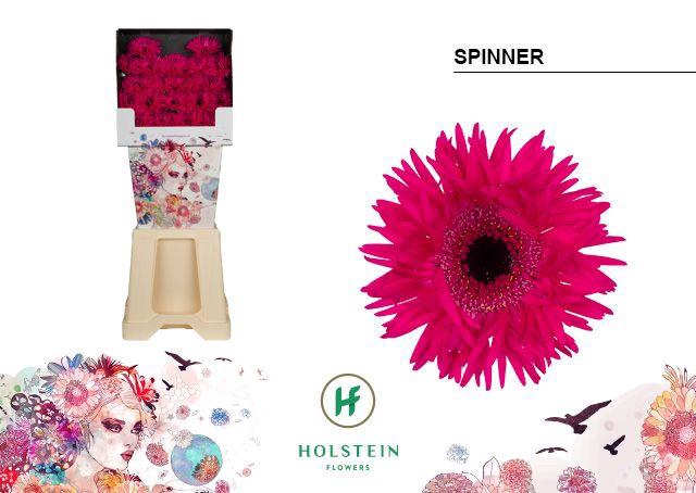 <h4>Ge Ms Gersp Spinner</h4>