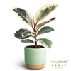 FICUS ELASTICA P12