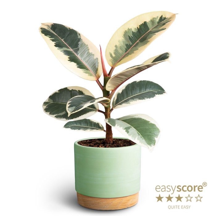 <h4>FICUS ELASTICA P12</h4>