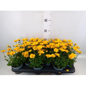 Bidens  'Summerlovers Shooting Sta'