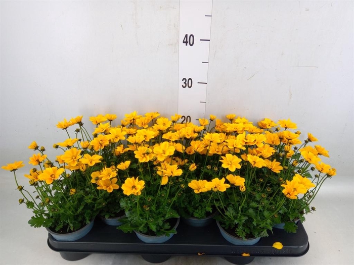 <h4>Bidens  'Summerlovers Shooting Sta'</h4>