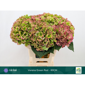 Hydr Verena Green Red 60 cm Vicini