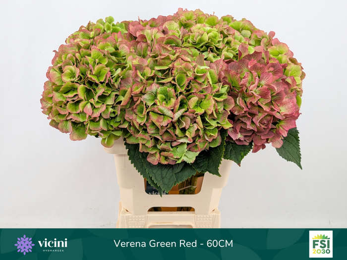 <h4>Hydr Verena Green Red 60 cm Vicini</h4>