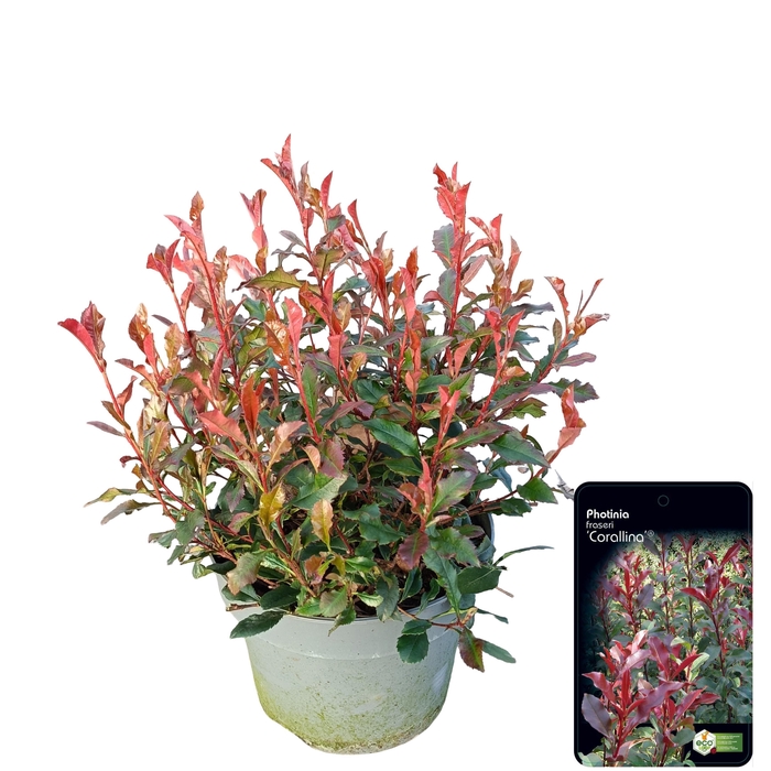 <h4>Photinia fraseri 'Coralina'</h4>