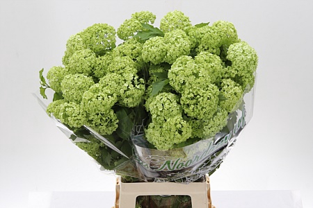 <h4>Viburnum Roseum St 4+</h4>