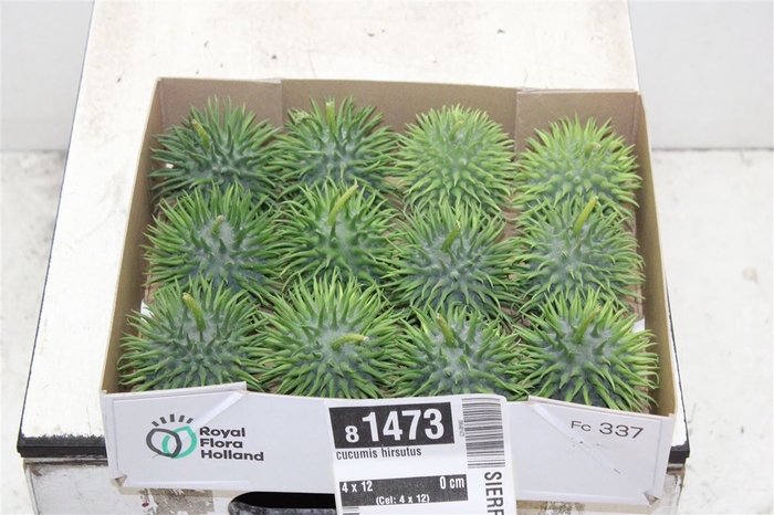 <h4>Cucumis Hirsutus</h4>