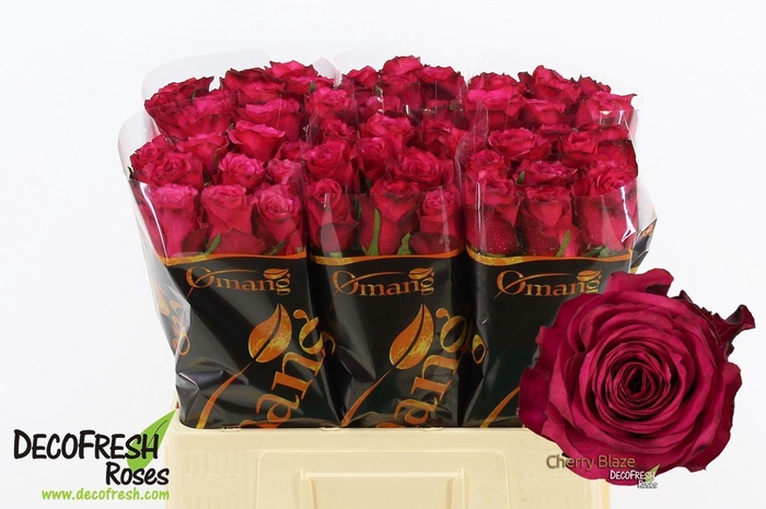 <h4>ROSA GR 'CHERRY BLAZE'</h4>
