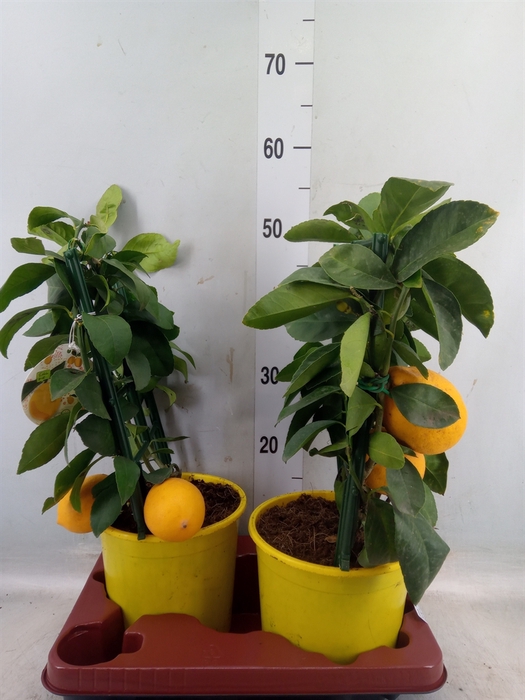 <h4>Citrus meyeri 'Meyer'</h4>