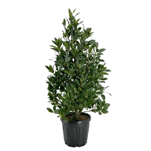Laurus nobilis Piramide