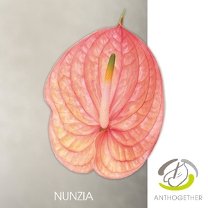 Anthurium Nunzia