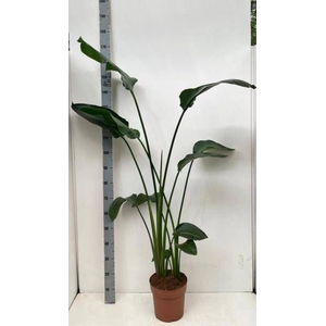 STRELITZIA NICOLAI