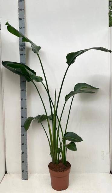 <h4>STRELITZIA NICOLAI</h4>