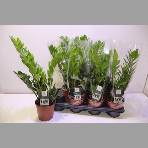 Zamioculcas Zamiifol