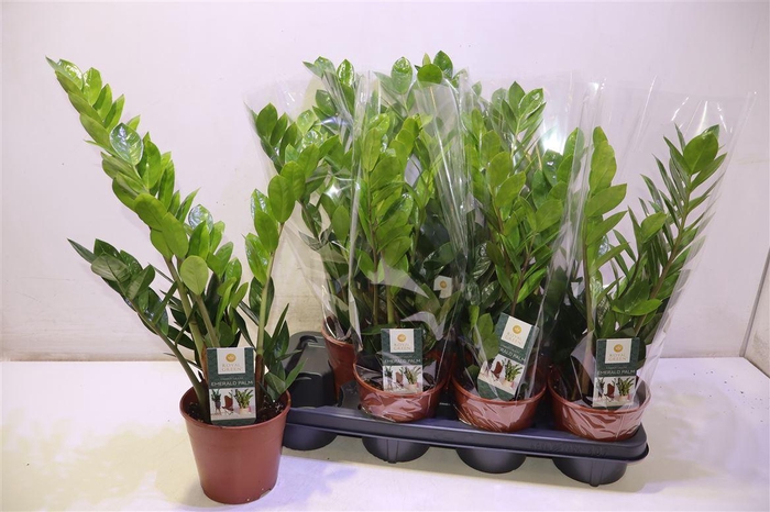 <h4>Zamioculcas Zamiifol</h4>