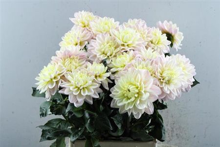 <h4>Dahl Diana S Memory</h4>