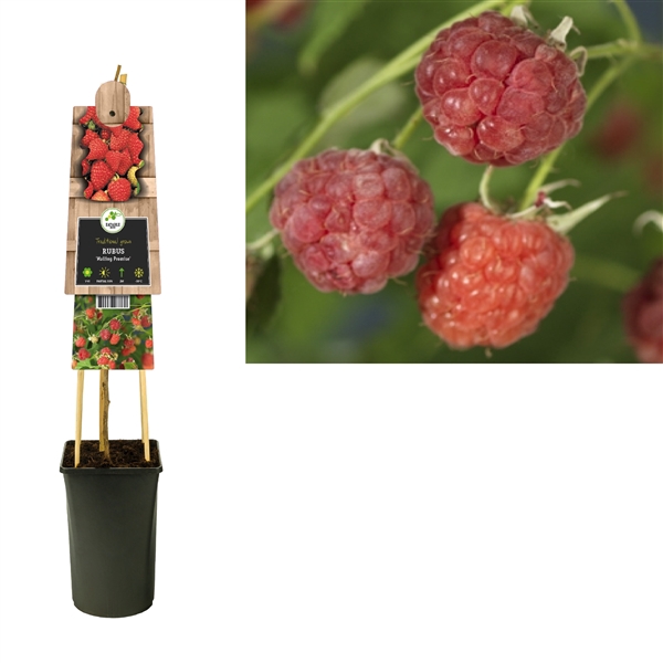 <h4>Rubus 'Malling Promise' +3.0 label</h4>