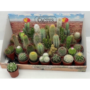 Cactus mix