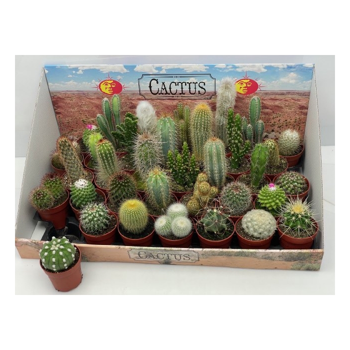 <h4>Cactus mix</h4>