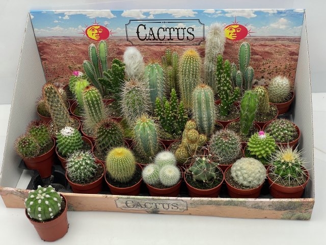 CACTUS GEM