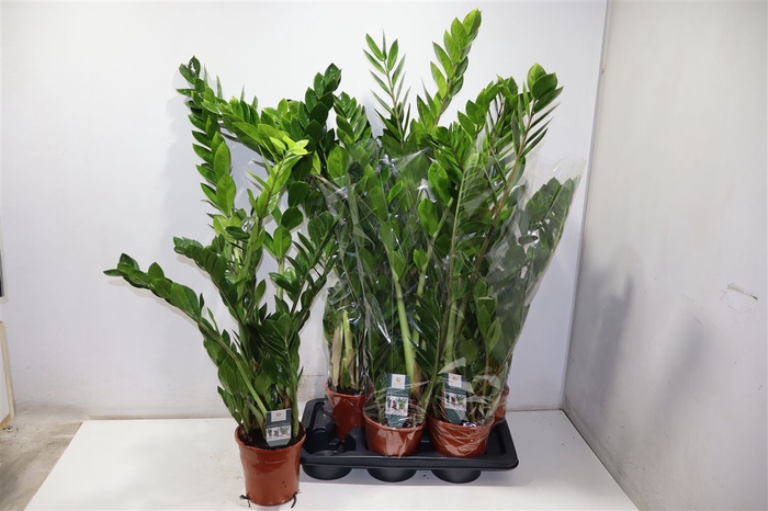 <h4>Zamio Zamiifolia</h4>