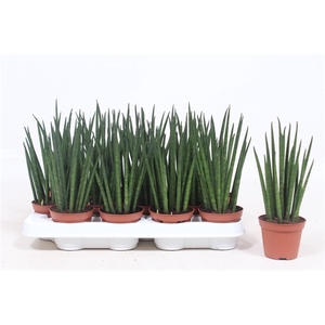 Sansevieria Mikado