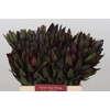 Leucadendron Saf Sunset Dark R.