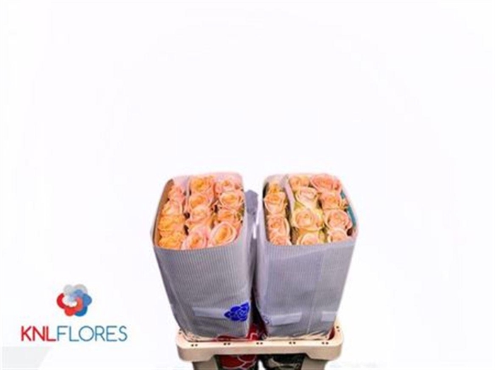 <h4>R Gr Tiffany! Ec</h4>