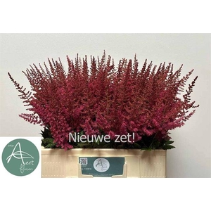 Astilbe Else Schluck Aert