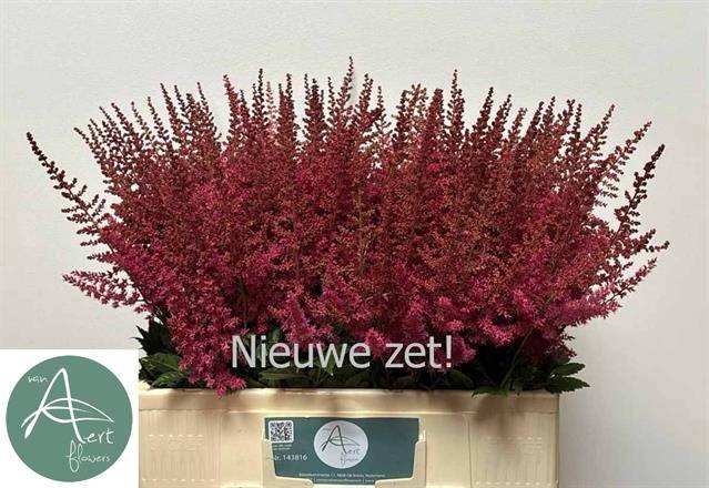 <h4>Astilbe Else Schluck Aert</h4>