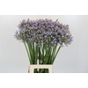 Agapanthus Silberpfeil