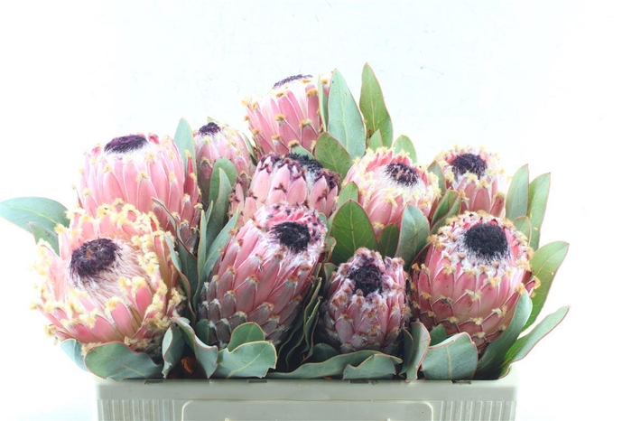 <h4>Protea Magnifica</h4>