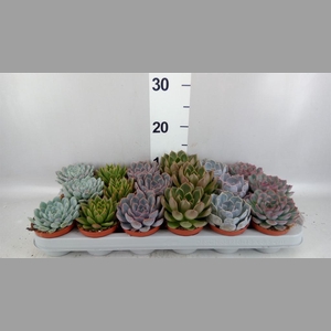 Echeveria   ...mix