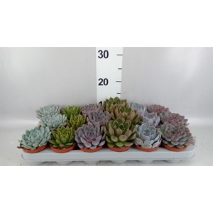 Echeveria   ...mix