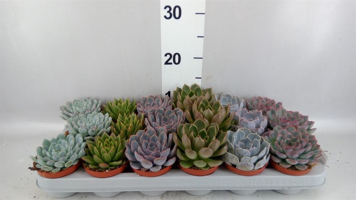 <h4>Echeveria   ...mix</h4>