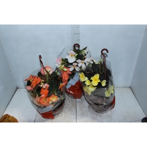 BEGONIA MISS MONTREAL C21