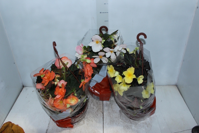 <h4>BEGONIA MISS MONTREAL C21</h4>